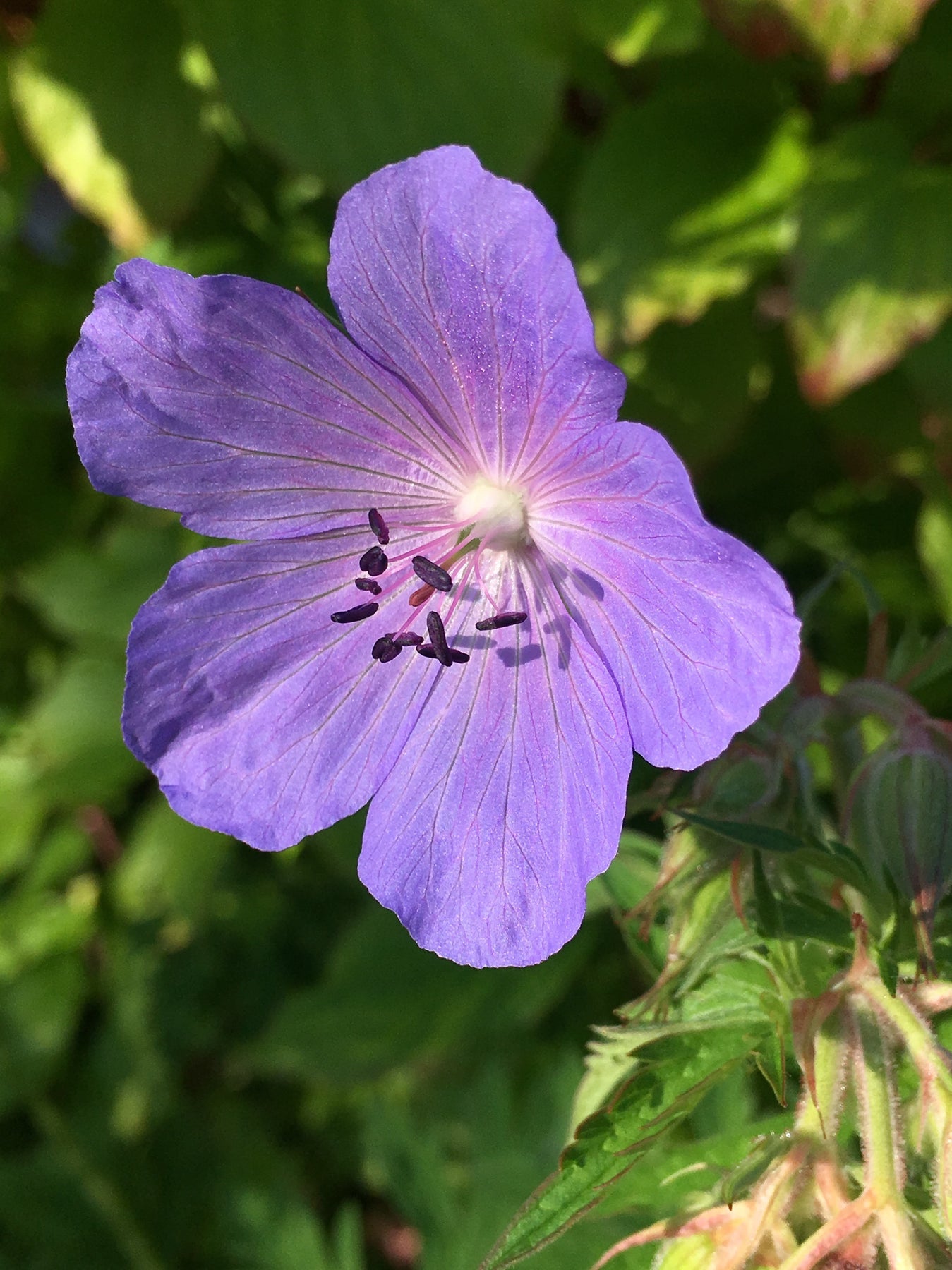 Heirloom Geraniaceae Flower Seeds, Non-GMO Colorful Garden Blooms for Decorative Planting for planting in home garden